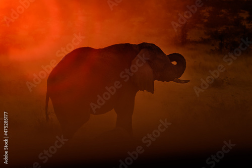 Sticker elephant at sunset