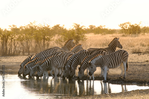 zebras drinking water at sunset