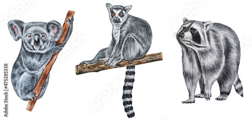 Illustration of a koala, lemur, raccoon on a white background. Watercolor. Set of animals. Hand drawn. Closeup.
