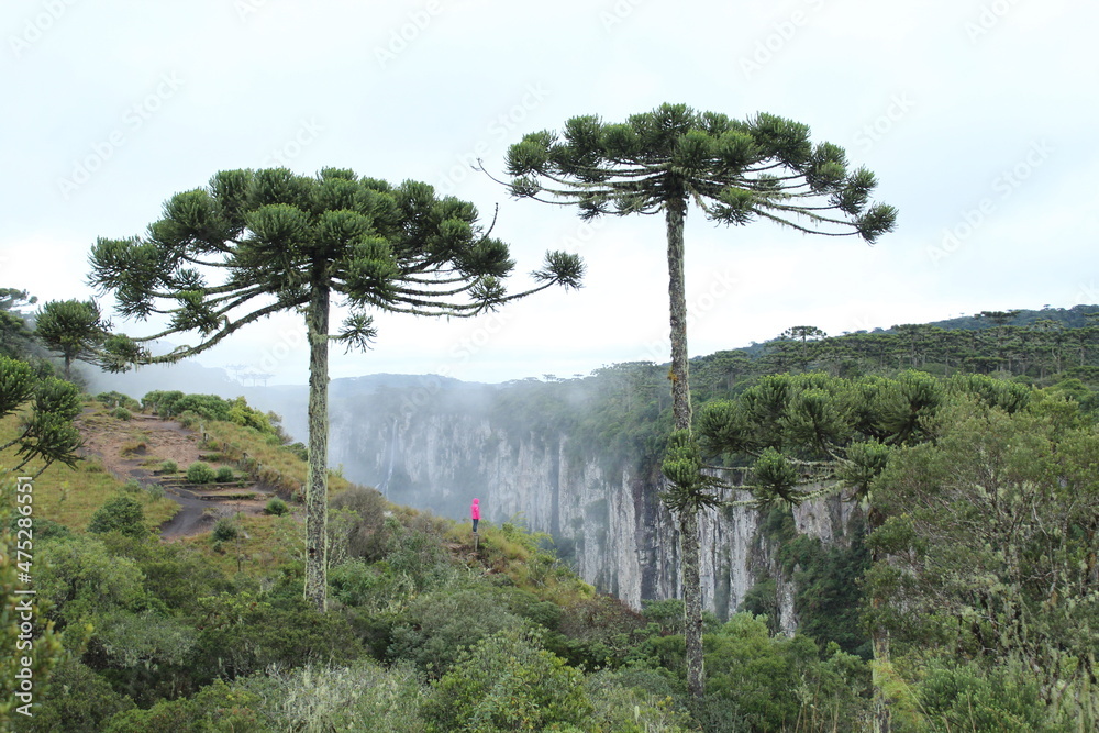 Obraz premium turista não identificado entre araucárias no Cânion Itaimbezinho, parque nacional Aparados da Serra