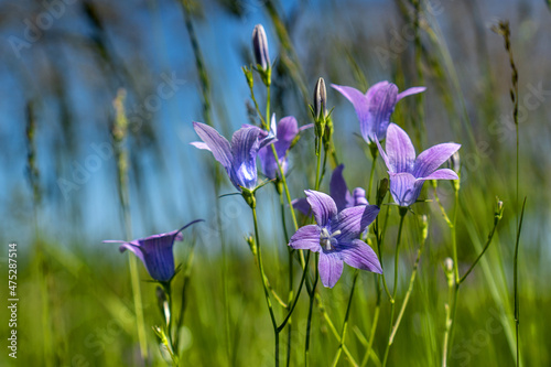 Wiesen-Glockenblume - Campanula patula - kleine Gruppe mit Blüten und Knospen im malerischen Sonnenlicht