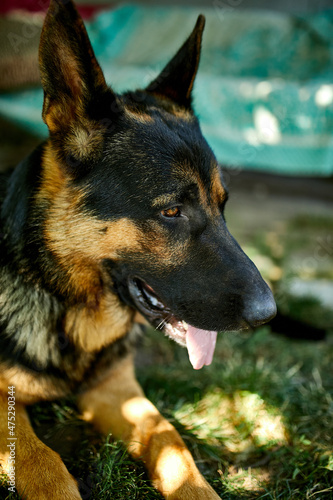 German Shepherd in profile with a protruding tongue  love dog  summer outdoor. Pet