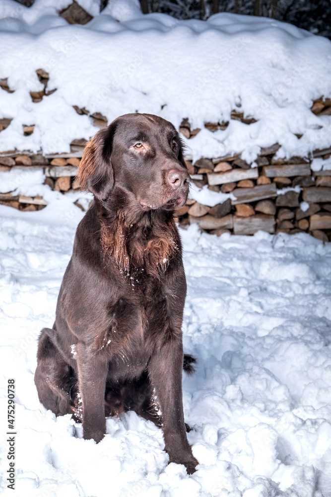 Beautiful young dog. Brown Flat coated retriever dog sitting in the snow. Hunting dog in winter. Beautiful young dog. Brown Flat coated retriever dog sitting in the snow. Hunting dog in winter.