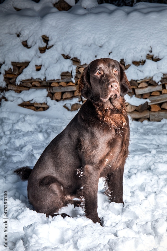 Beautiful young dog. Brown Flat coated retriever dog sitting in the snow. Hunting dog in winter. Beautiful young dog. Brown Flat coated retriever dog sitting in the snow. Hunting dog in winter.