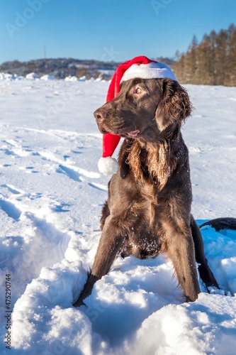 Retriever with Santa's cap. Waiting for Christmas Eve. Brown Flat coated retriever dog sitting in the snow. Santa's helper.