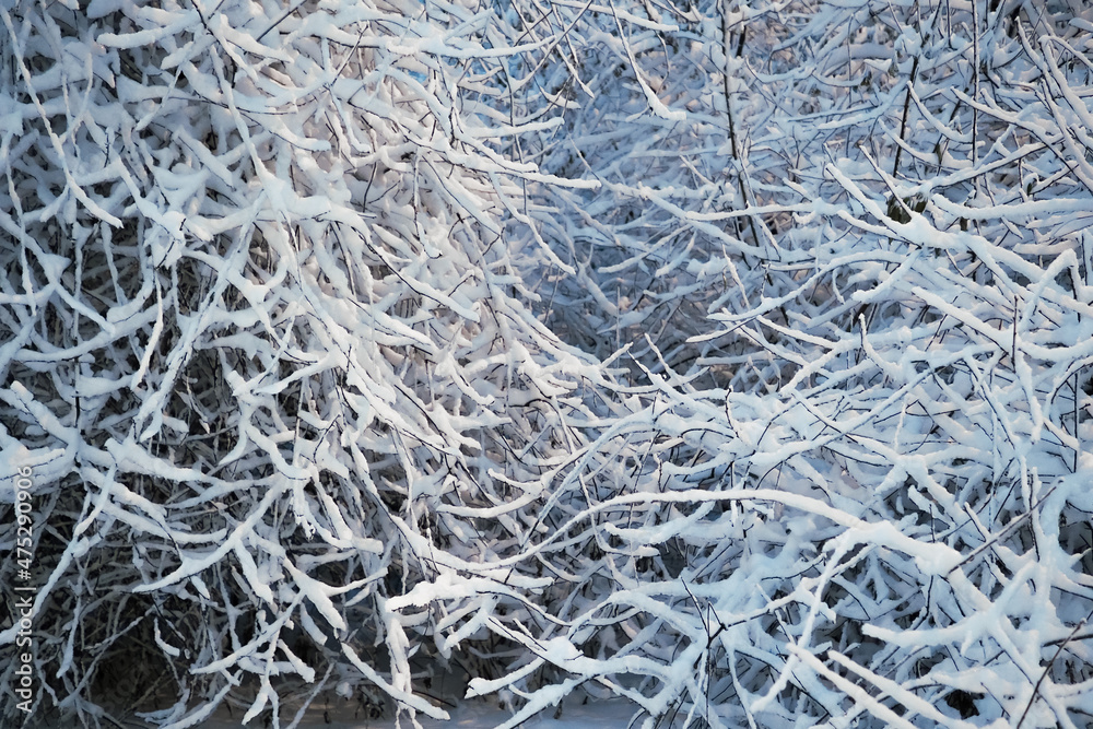 Close-up of branches covered with fresh snow after a snowfall. Selective focus. Winter Christmas natural background. Close-up of branches covered with fresh snow after a snowfall. Selective focus. Winter Christmas natural background.
