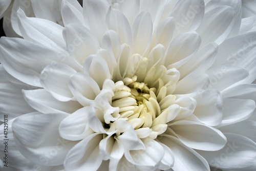 one flower of white chrysanthemum