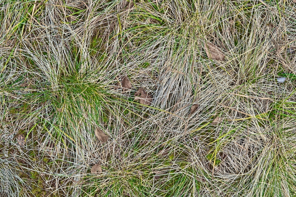 abstract wild forest grass for background abstract wild forest grass for background