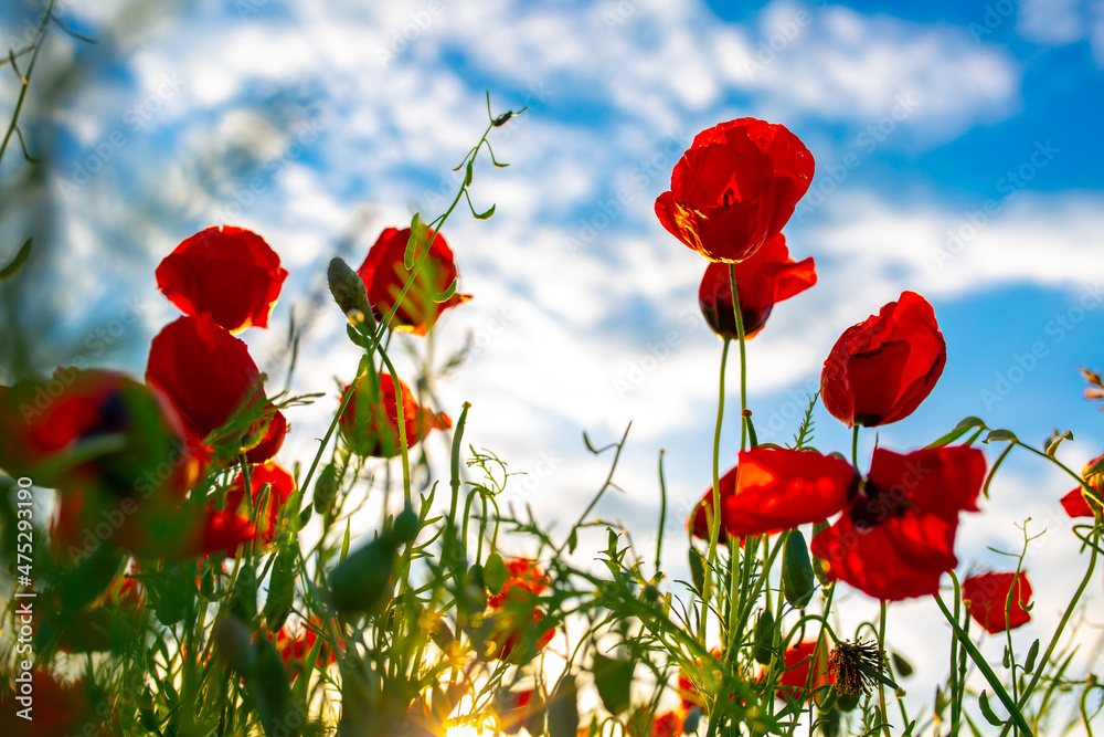 Naklejka premium Spring, Field of poppy flowers against the blue sky with clouds. The concept of freshness of morning nature. Spring landscape of wildflowers. Beautiful landscape long banner.