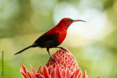Closeup shot of a Crimson sunbird perched on a flower photo
