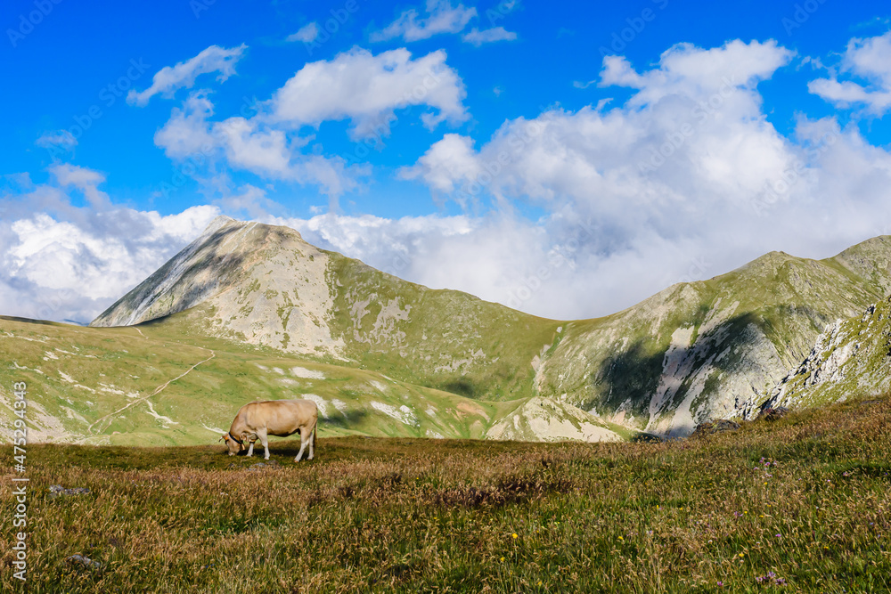 Cows in the mountains (Catalan Pyrenees Mountains, Ulldeter, Spain)