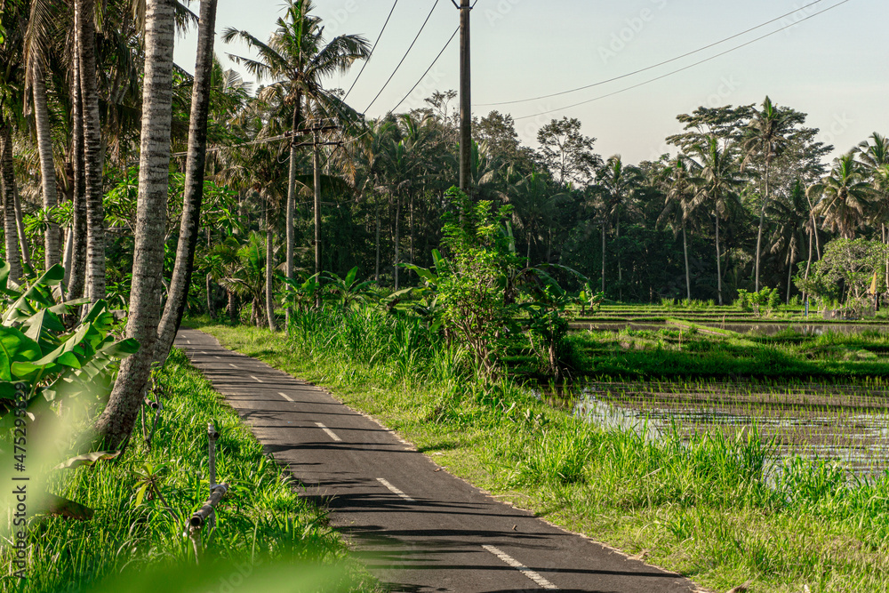 Small street between ricefields in a countryside