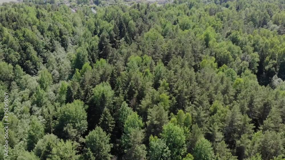 Top view of a beautiful green forest. Dense pine forest. Top view of a beautiful green forest. Dense pine forest.