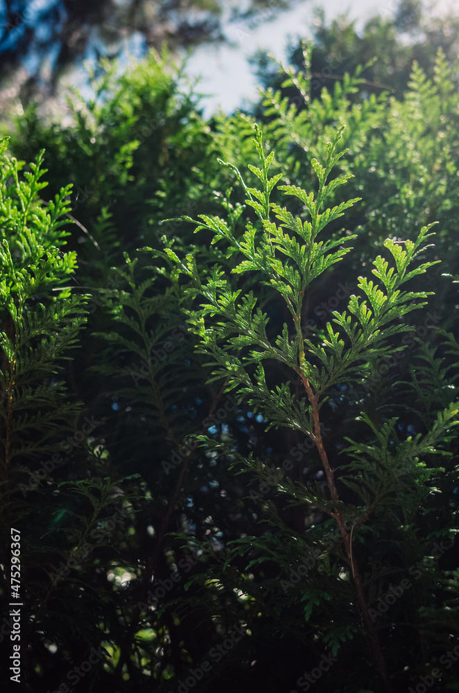 Fototapeta premium Evergreen tree