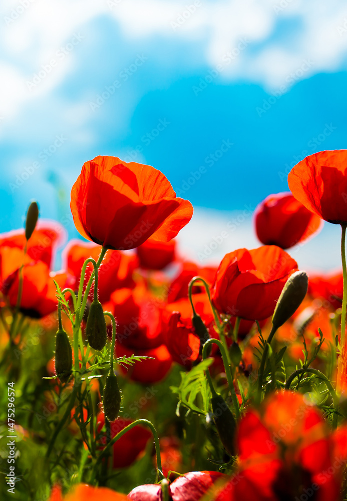 Obraz premium Spring, Field of poppy flowers against the blue sky with clouds. The concept of freshness of morning nature. Spring landscape of wildflowers. Beautiful landscape long banner.