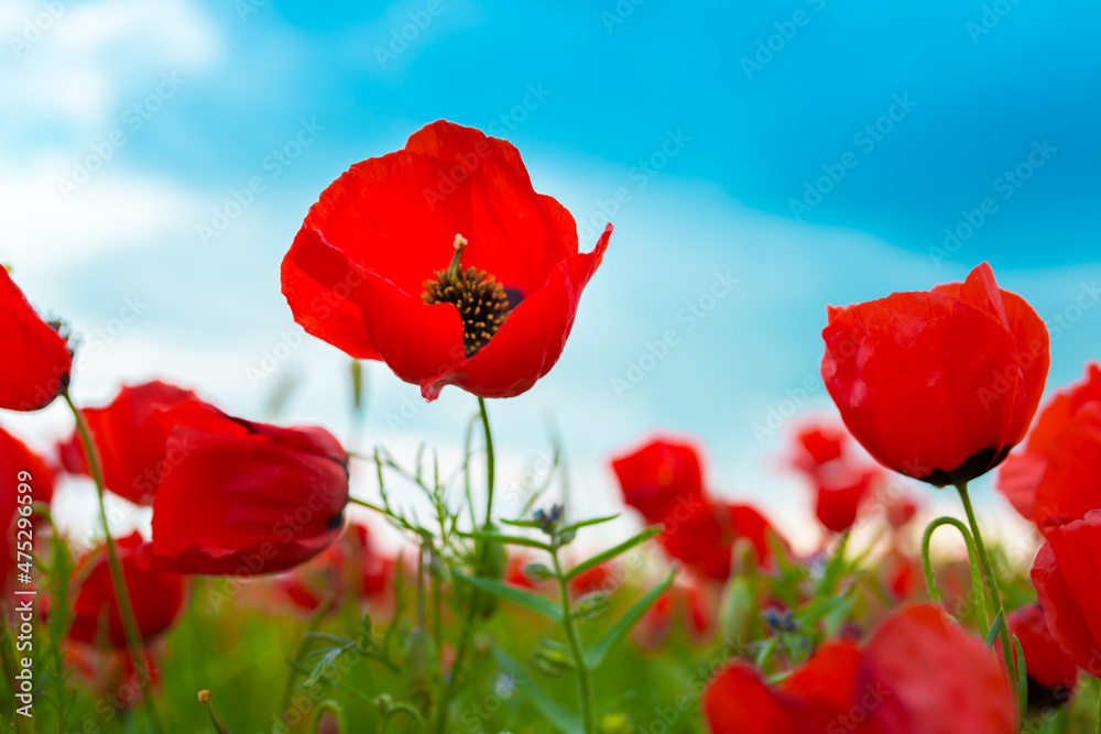 Obraz premium Spring, Field of poppy flowers against the blue sky with clouds. The concept of freshness of morning nature. Spring landscape of wildflowers. Beautiful landscape long banner.