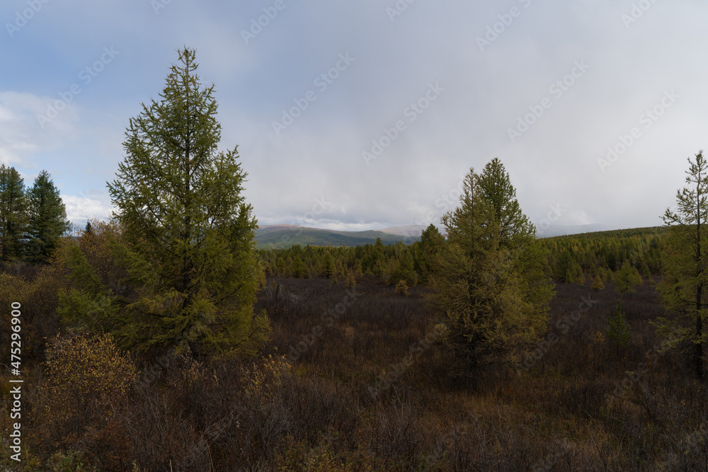 forest in the mountains forest in the mountains