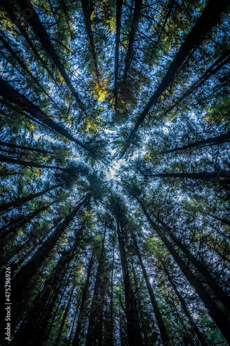 Conifer Trees View Looking Up