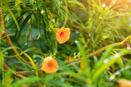 Cascabela thevetia or Yellow Oleander tree is widely used as ornamental in hot climate, but it is very poisonous and toxic photo