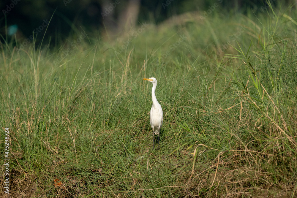 Obraz premium Egret Walking in Tall Grass