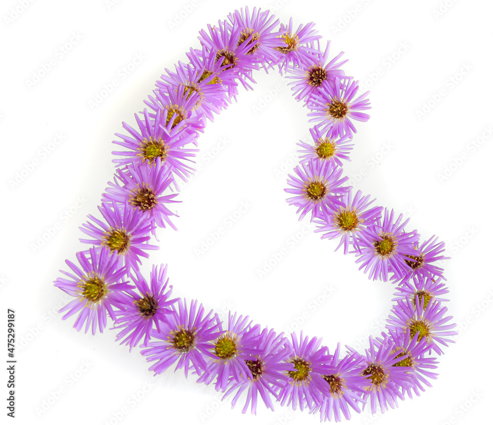 Heart symbol made of violet flowers and chamomile isolated on white background. Flat lay. Top view Heart symbol made of violet flowers and chamomile isolated on white background. Flat lay. Top view