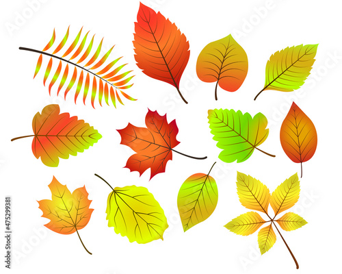 Set of Beautiful Autumn Leaves Color Vector on White Baground
