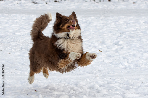 Hund im Schnee © Josef