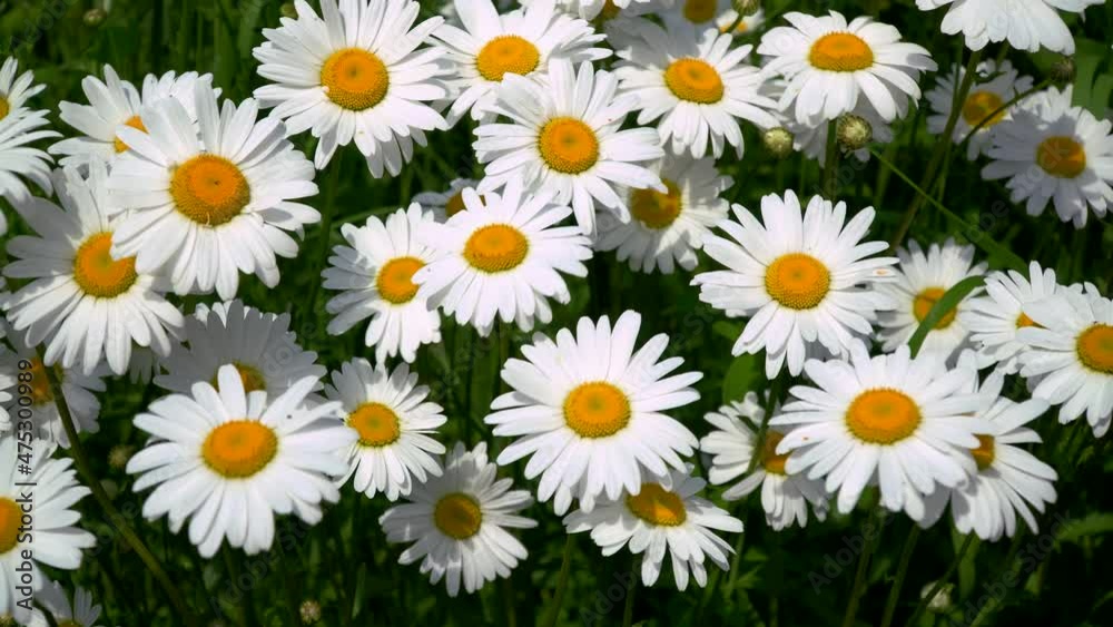 chamomile field. flowers are swaying in the wind. Matricaria recutita is a plant widely used for medicinal and cosmetic purposes. chamomile field. flowers are swaying in the wind. Matricaria recutita is a plant widely used for medicinal and cosmetic purposes.