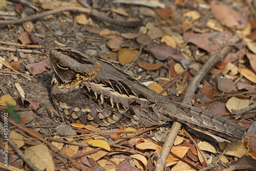 indian and large tailed nightjar photo
