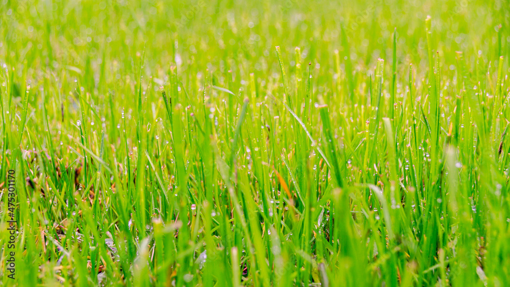 Fototapeta premium Green grass with raindrops. Drops of water on the plant. Water drops close-up on the grass. Background of grass in the rain