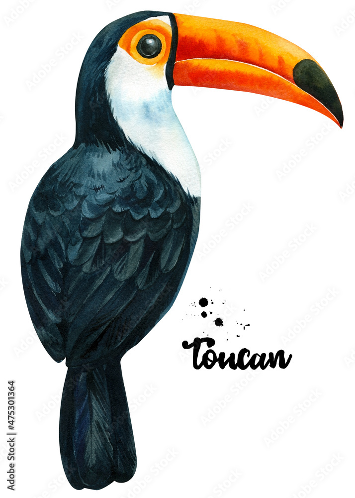 Fototapeta premium Tropical bird, toucan watercolor, hand drawn illustration isolated on white background