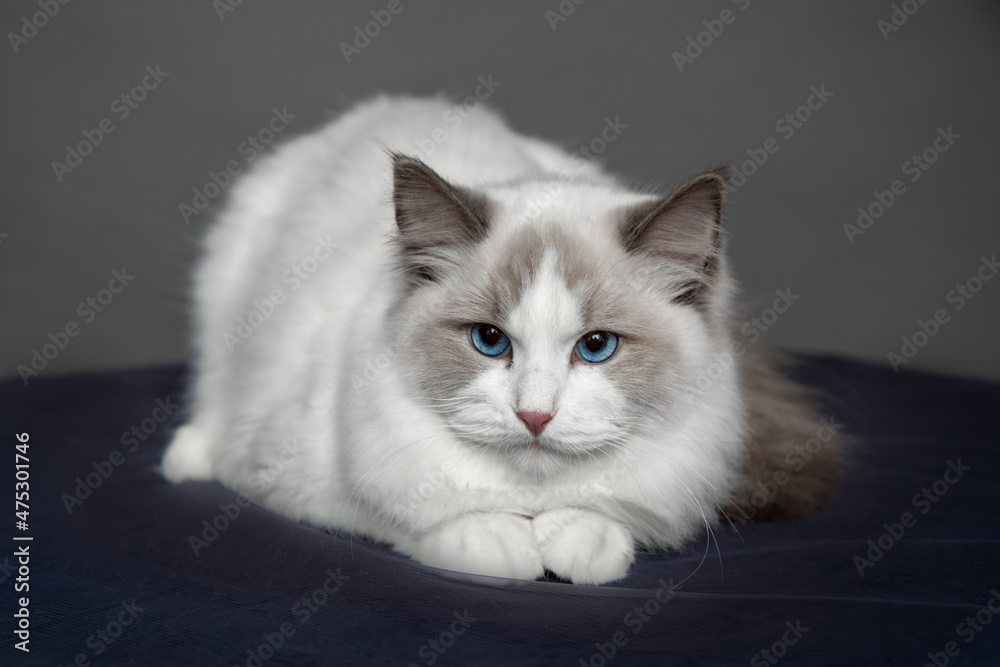 Bright color of eyes is demonstrated by ragdoll cat in studio. Pedigreed cats. Exhibition condition. Pet care products. Maintenance and breeding . Pet grooming.Blue-eyed cats.