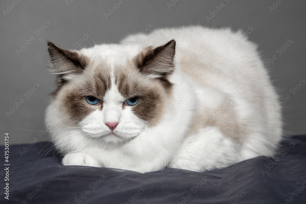 Fototapeta premium Long-haired ragdoll cat with blue eyes on set in studio. Pedigreed cats. Exhibition condition. Pet care products. Maintenance and breeding . Pet grooming.Blue-eyed cats.