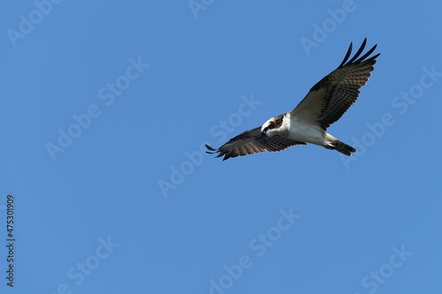 osprey in the sky