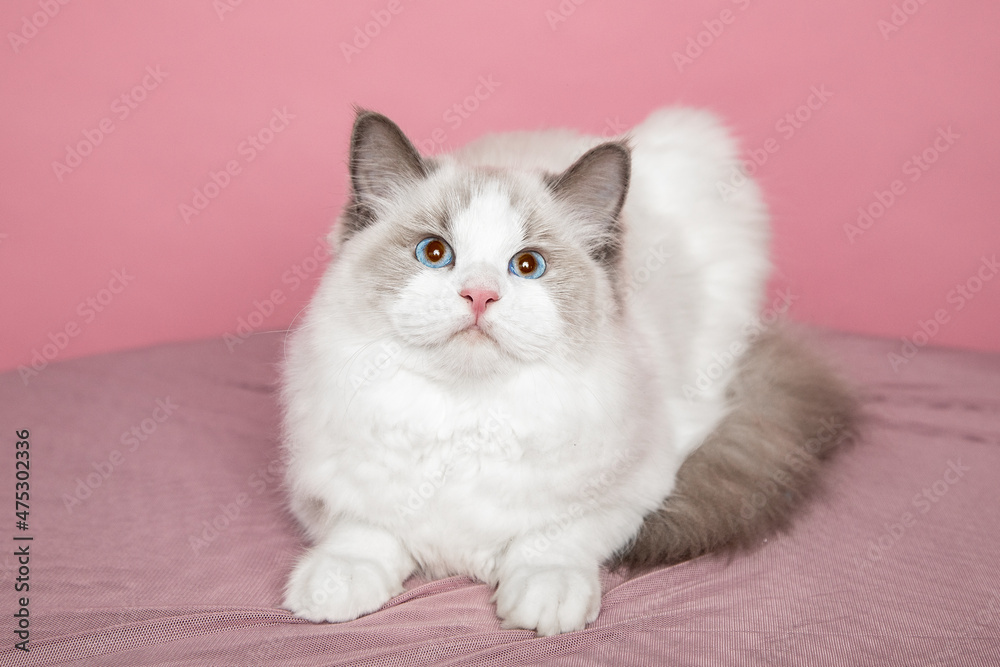 Beautiful long-haired ragdoll cat with bright blue eyes in studio onpink background. Pedigreed cats. . Exhibition condition. Pet care products. Pet grooming.Blue-eyed cats.