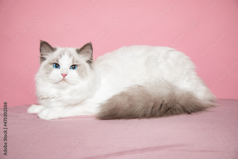 Charming white fluffy ragdoll with bright blue eyes in studio onset. Pedigreed cats. Exhibition condition. Pet care products. Maintenance and breeding . Pet grooming.Blue-eyed cats.