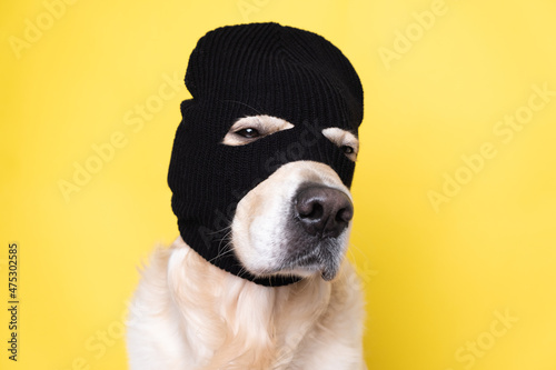 Obraz na plátně A dog in a mask of a robber or a criminal