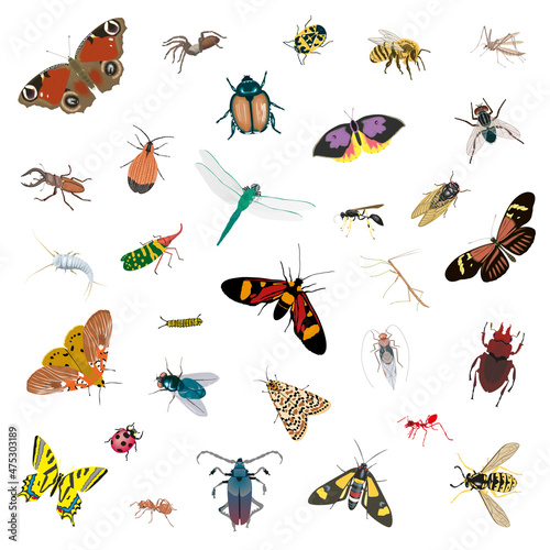 Vector set of various insects. Isolated object of beetle,fly,butterflies,bees,dragonfly etc.Flat insects icons set.
