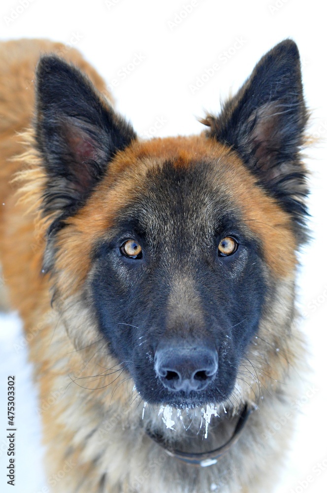 Top view of belgian shepherd looking at camera on winter background Top view of belgian shepherd looking at camera on winter background