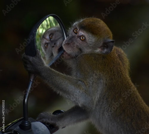 Cute macaque monkey biting a mirror and looking at the camera