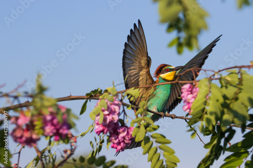 beautiful wild bird spread its wings © drakuliren