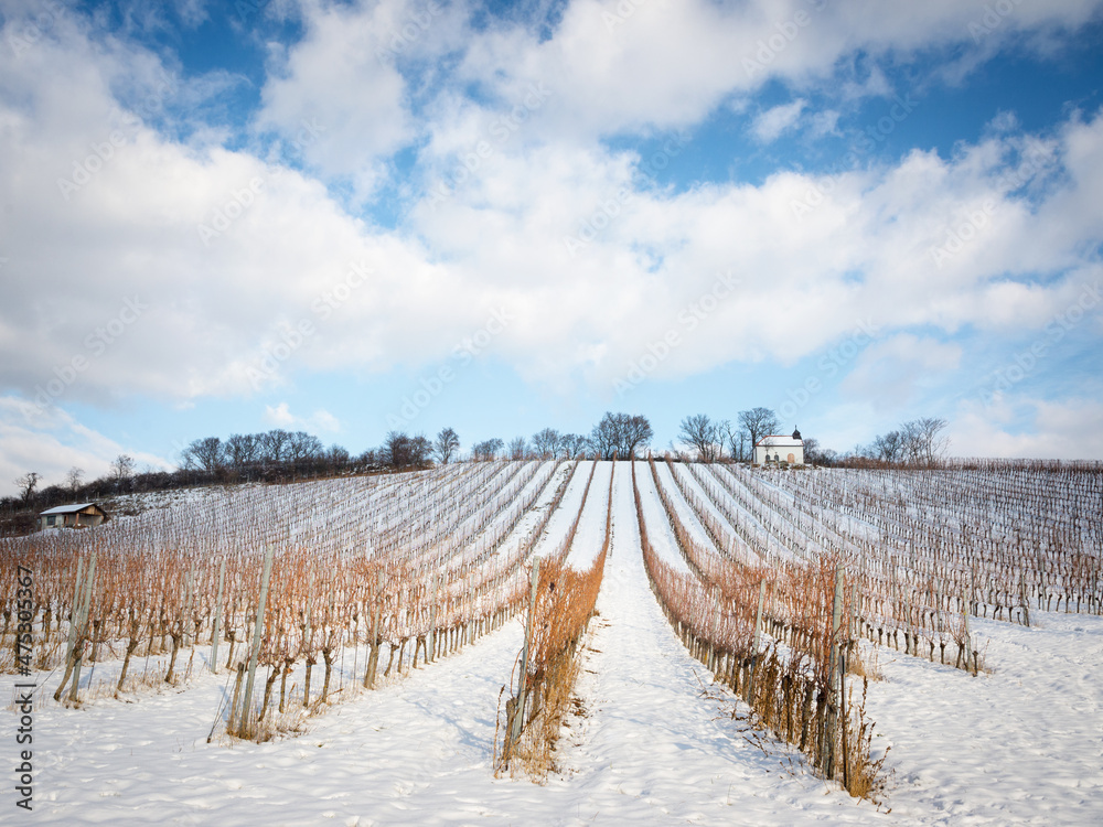 Winter landscape on the hills in Burgenland with vineyard