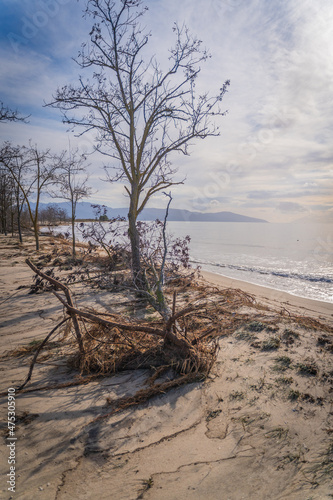 uprooted tree at the beach from big sea waves