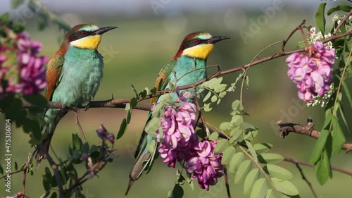 colorful bird bee-eater sitting on a branch