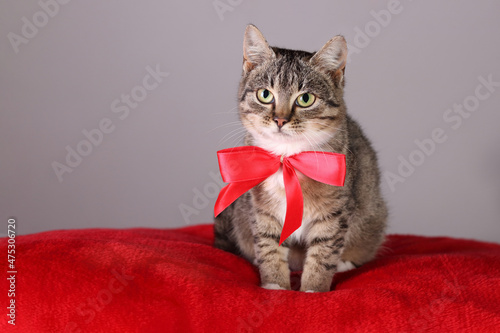 Gray Cat with a red bow. Close up of a cute kitten. Animal care. Tabby. Happy New Year. Cat with green eyes close up. Merry Christmas. Kitten close up on a red pillow. Portrait of a kitten