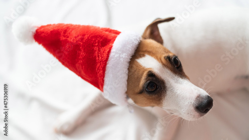 Jack russell terrier dog in santa claus hat lies on a white sheet. Christmas greeting card © Михаил Решетников