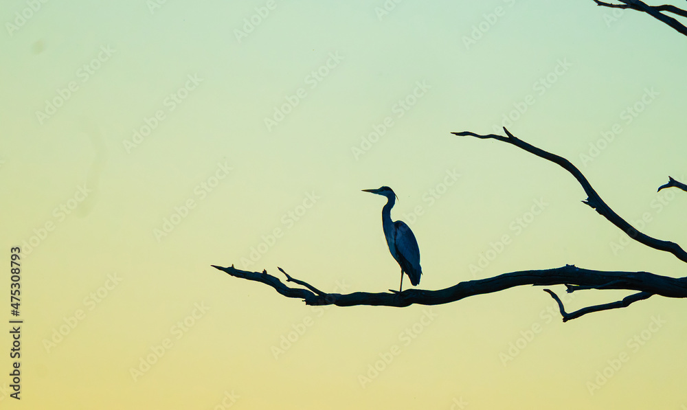 Obraz premium Heron at dusk