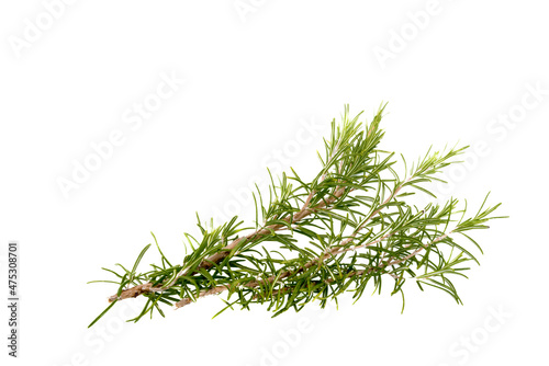 Sprig of rosemary isolated on white, copy space, ideal for greeting cards and banner