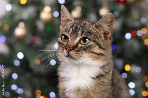 Little gray cat sitting on the background of the Christmas tree. Close up of a kitten posing for the camera. Pet care. Christmas concept. Happy New Year. 2022. Greeting card.Empty space for text.Tiger