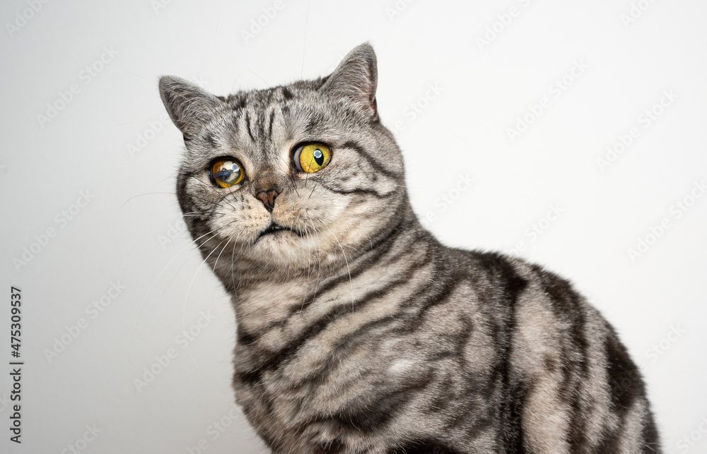 british shorthair cat blind in one eye injured looking at camera shocked or scared